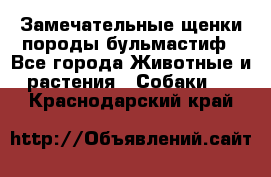 Замечательные щенки породы бульмастиф - Все города Животные и растения » Собаки   . Краснодарский край